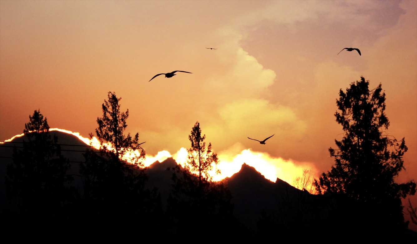 Mountain Fire Rages Through 20,000 Acres in Ventura County, Fueled by “Environmental Recipe”